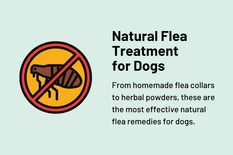 Natural Flea Treatment for Dogs