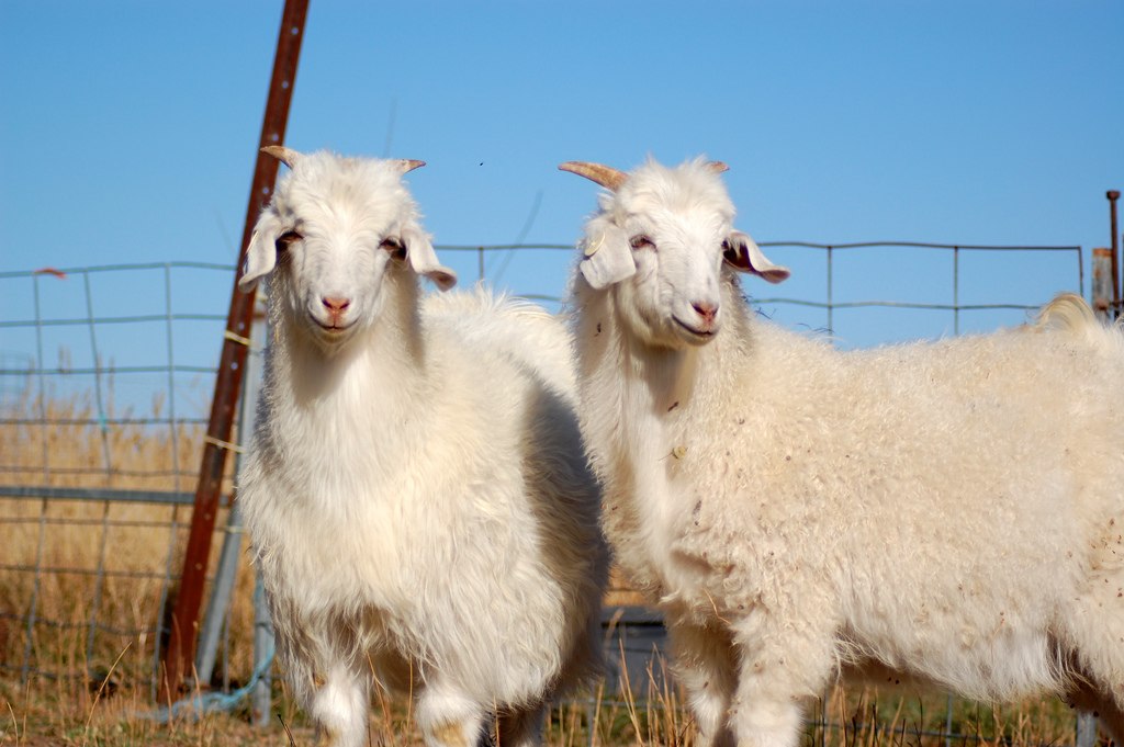 australian-cashmere-goats