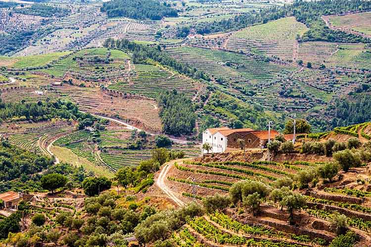 Terraced Vineyards in Douro Valley
