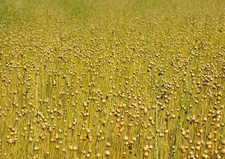 Flax at Oostburg, Netherlands