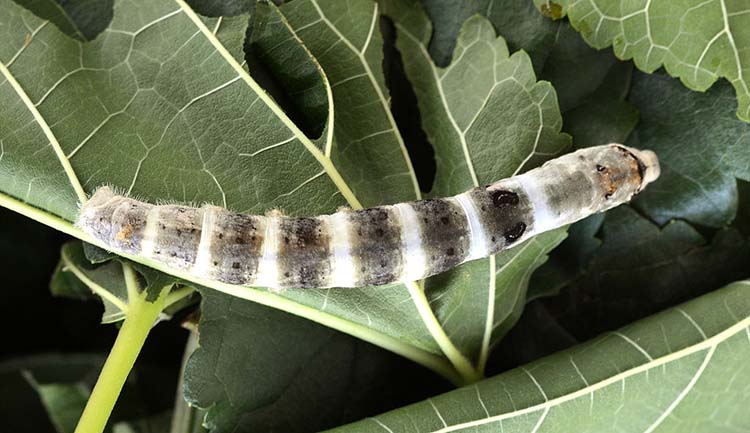 silkworm-bombyx-mori