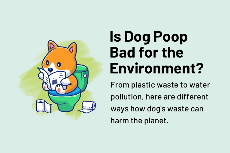 Environmental Impact of Dog Poop